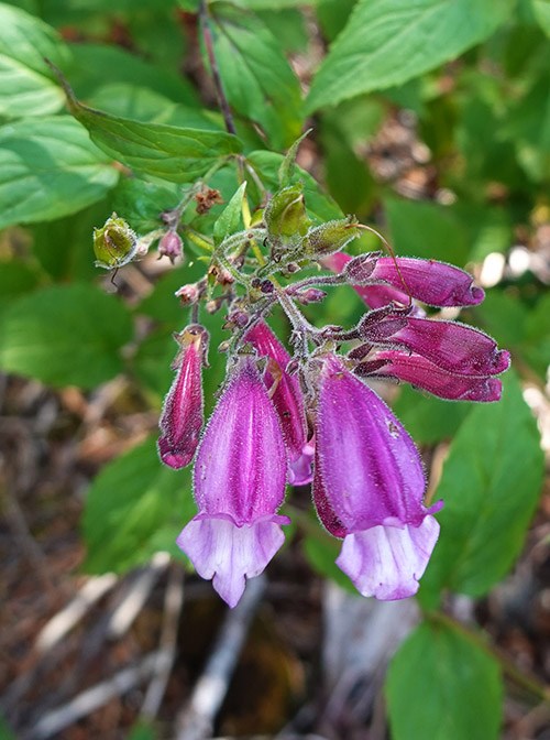 A cluster of bright purple, tube-shaped flowers with curling lips at the end of branch with toothed, green leaves.