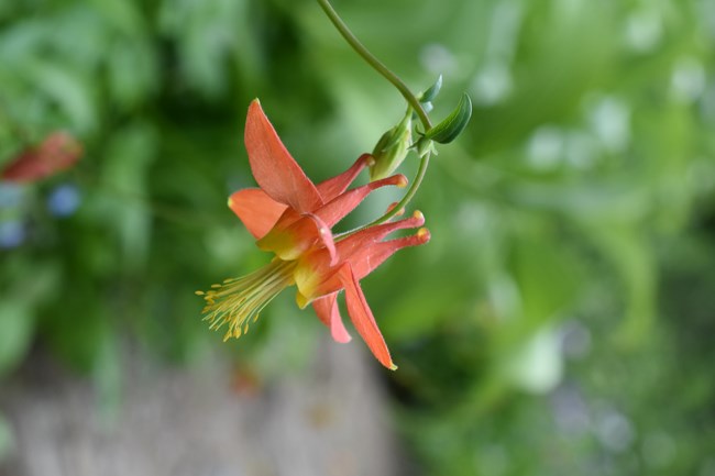 Close-up of a red columbine flower, featuring vibrant red petals with yellow highlights and long, slender spurs. The flower stands out against a soft green background, showcasing its delicate structure and unique shape amidst lush foliage.