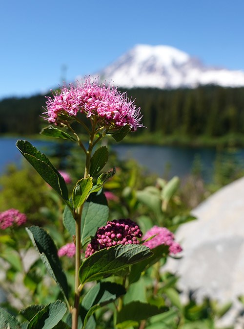 A shrub branch topped in a flat cluster of rosy pink blooms in front of a lake and a glaciated mountain.