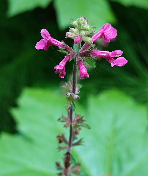 A flower spike topped in a ring of deep-throated, bright reddish-purple flowers.