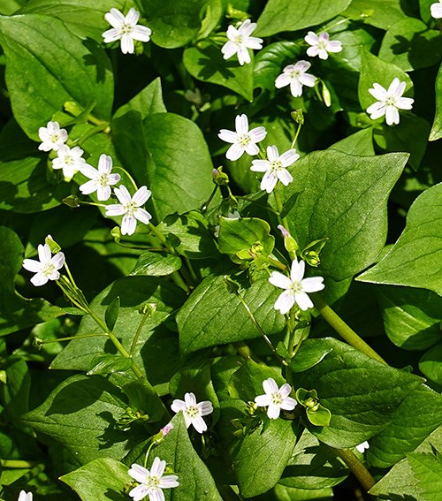 A patch of five-petaled white flowers with faint pink stripes, surrounded by bright green leaves.