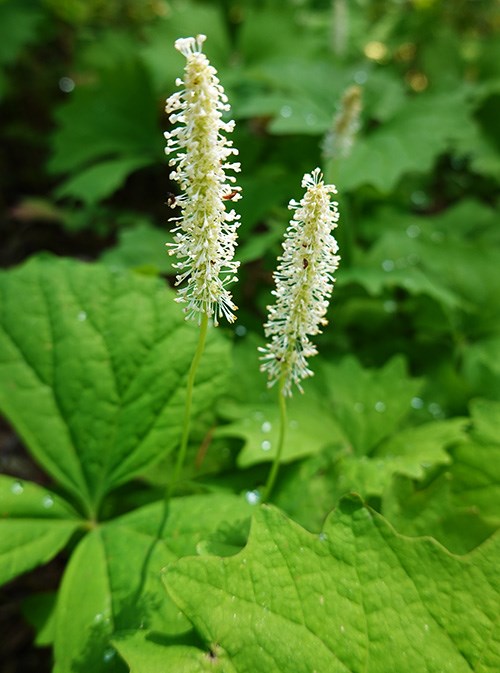 Two spikes of feathery, white flowers floating above a carpet of bright green leaves.