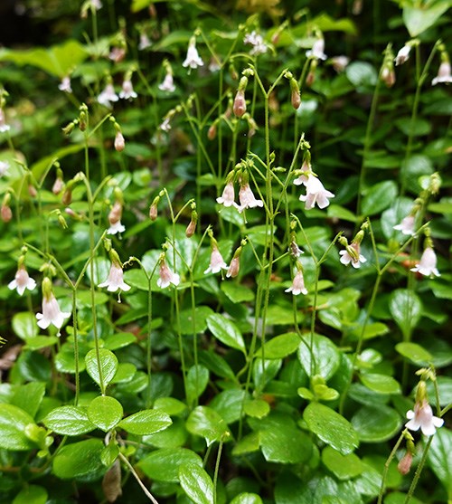 Pairs of pale-pink flowers hang from short stems above a mat of small green leaves.