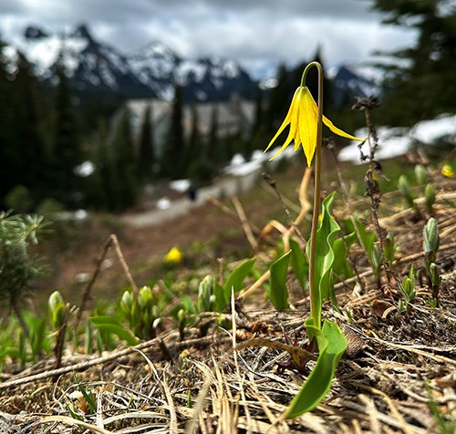 A lily with bright yellow petals grows out of a muddy meadow along with other new plant shoots.