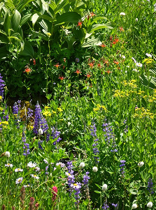 A lush subalpine wildflower meadow bursting with colorful blooms, including purple lupine, yellow broadleaf arnica, red crimson columbine, white bistort, and pale lavender daisies, with large false hellebore leaves rising above the flowers on a sunny day.