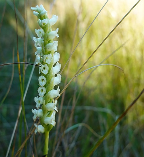 A flower stem topped in a spike of three rows of hooded white blooms that twist around the stem.