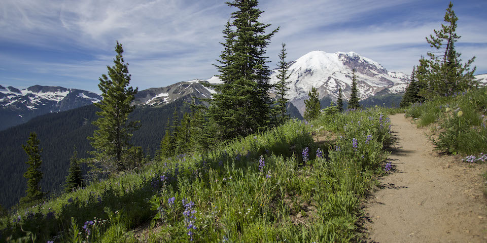 A trail leads through subalpine meadows with blooming wildflowers and scattered subalpine fir trees. Mount Rainier stands in the background.