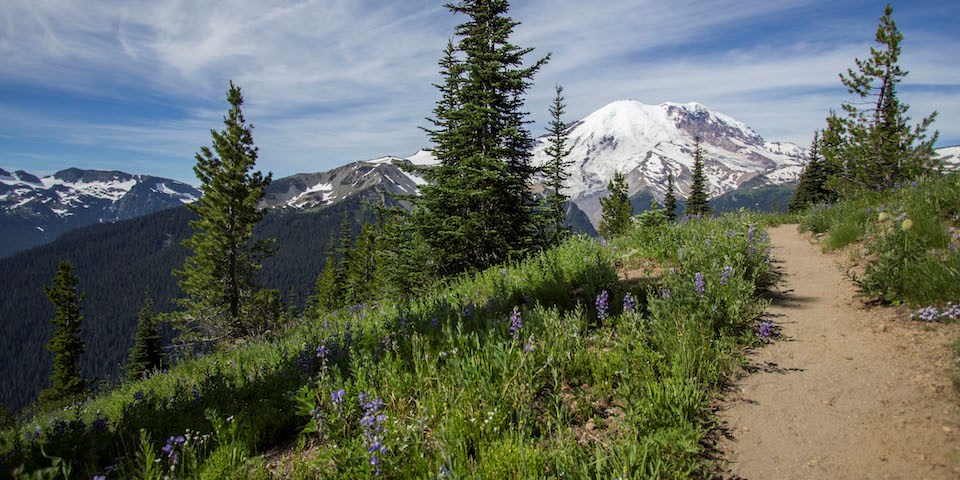 A trail leads through subalpine meadows with blooming wildflowers and scattered subalpine fir trees. Mount Rainier stands in the background.