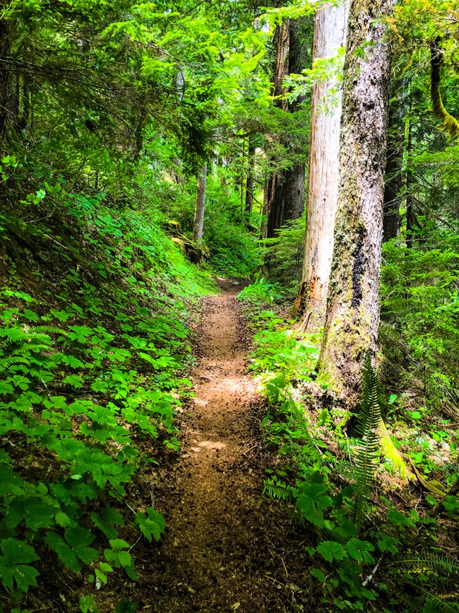 A dirt trail leads through tall trees and lush green forest floor.