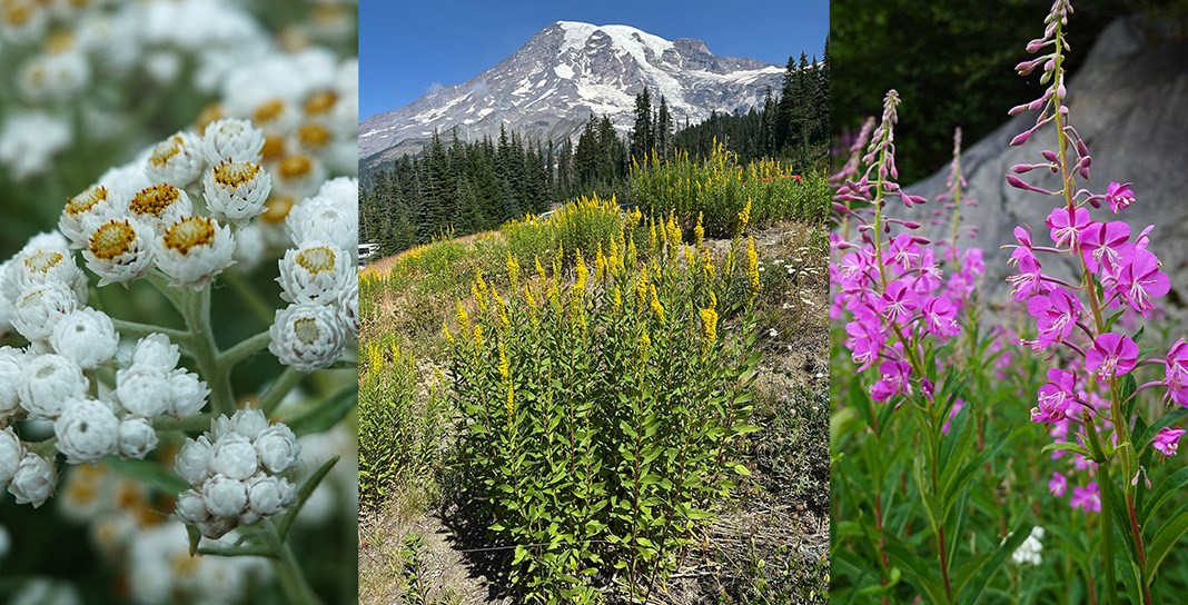 Three images (left to right): closeup view of a cluster of white and yellow flowers; patches of wildflowers with tall leafy stems topped in spikes of yellow flowers in front of a glaciated mountain; wildflowers with tall leafy stems with hot pink flowers.