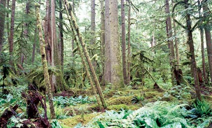 A dense tangle of greenery and tree trunks make up the temperate rainforest at Carbon. A dense tangle of greenery and tree trunks make up the temperate rainforest at Carbon.