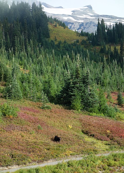 A black bear grazes in red-orange huckleberry bushes on a mountain slope next to a trail.