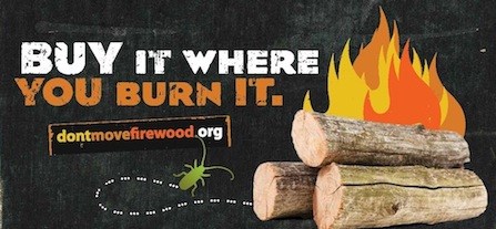 A poster produced by dontmovefirewood.org, advocating for using only local firewood to stop the spread of threatening invasive species in forests.