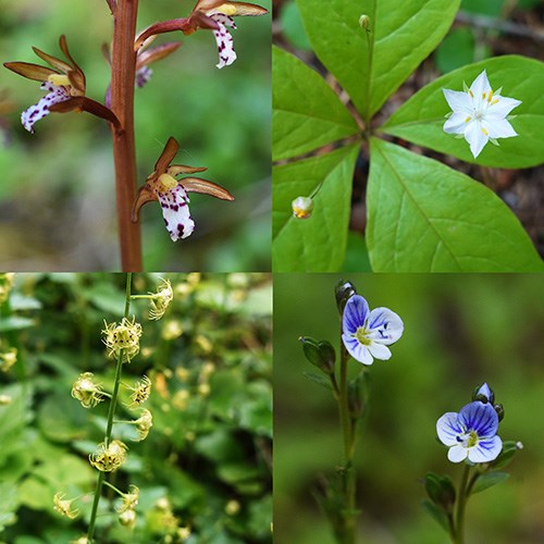 Four images of flowers: three flowers with red spots, a white star-shaped flower, a flower spike with green flowers, two blue-striped flowers.