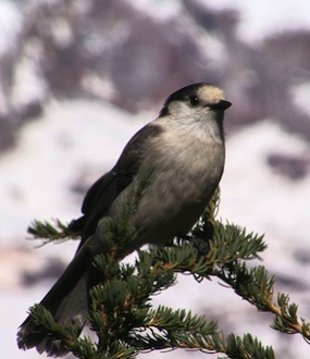 winter at mount rainier mount rainier national park u s food safety regulations 2006