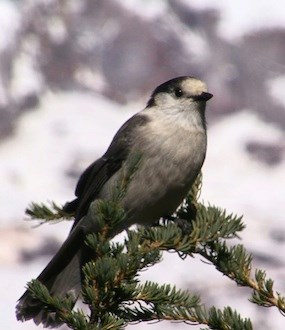 Gray Jay