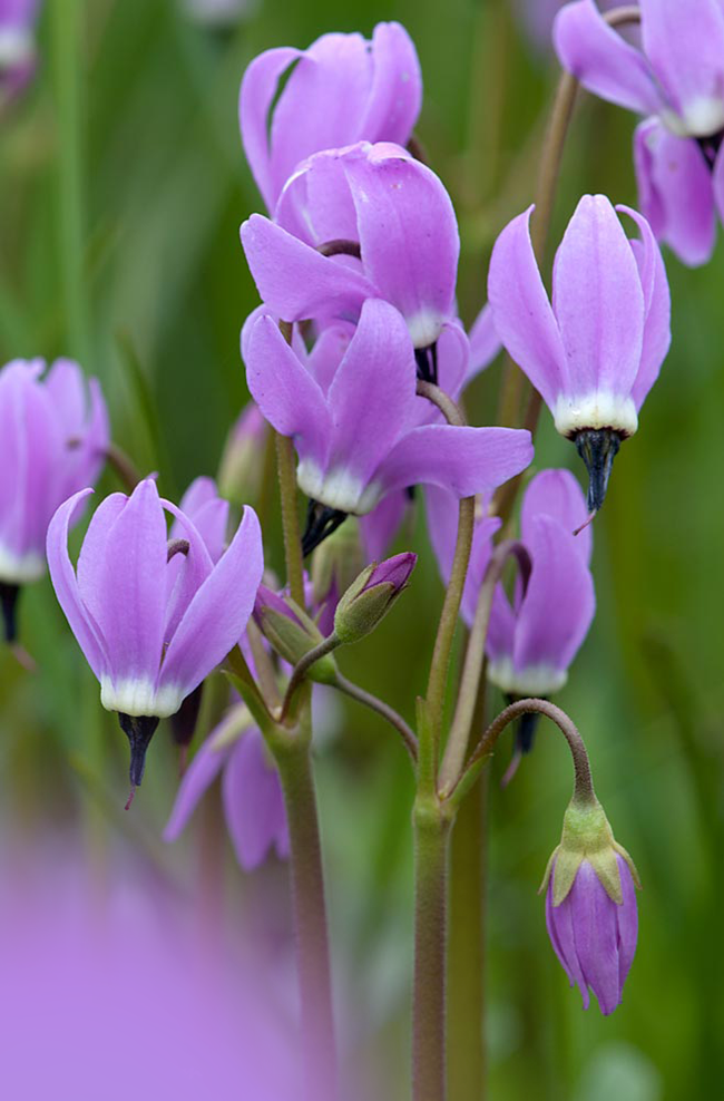 A close-up of a vibrant purple Jeffrey's shooting star flower with swept back petals and a white center, resembling a comet in mid-flight. The flower rises low from the ground on a single stem and dangles downward.