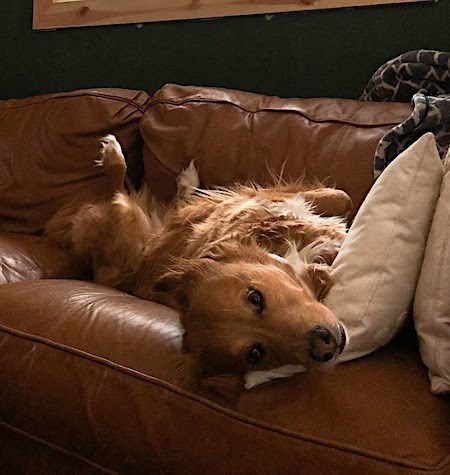 A dog laying on its back on a couch.