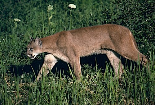 A large cat with tawny-brown fur walks through tall grass.