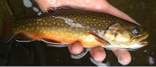 A hand holds a greenish-yellow trout with bright yellow spots.
