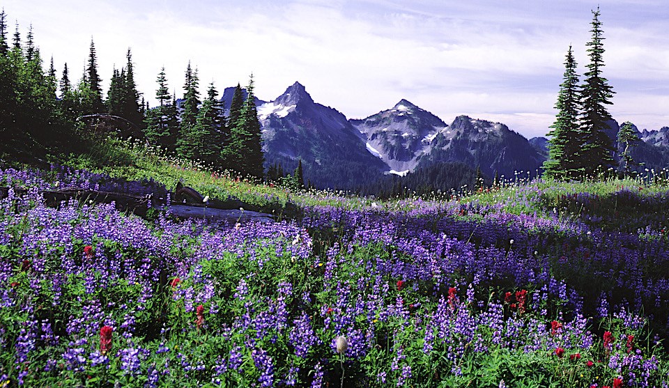 Paradise - Mount Rainier National Park (U.S. National Park Service)