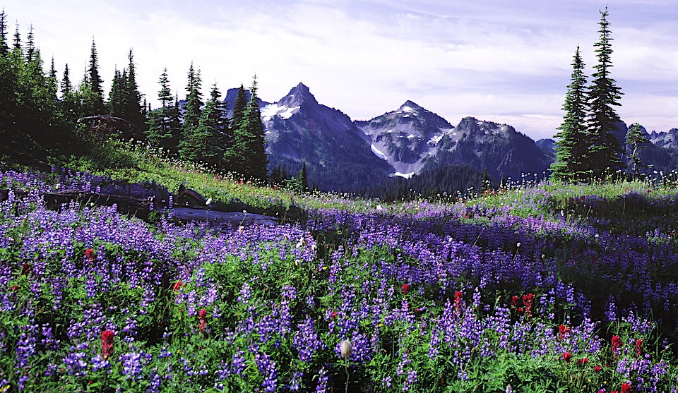 Wildflowers paint a meadow in blues and purples.