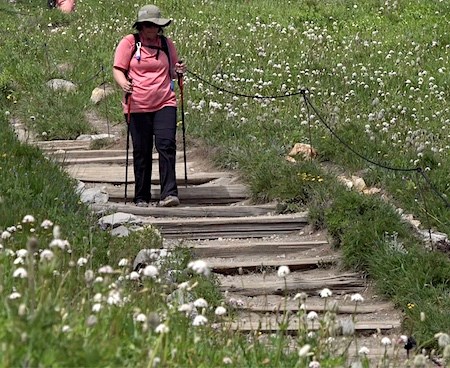 A female hiker holding trekking poles descends steps in a trail through a wildflower meadow.