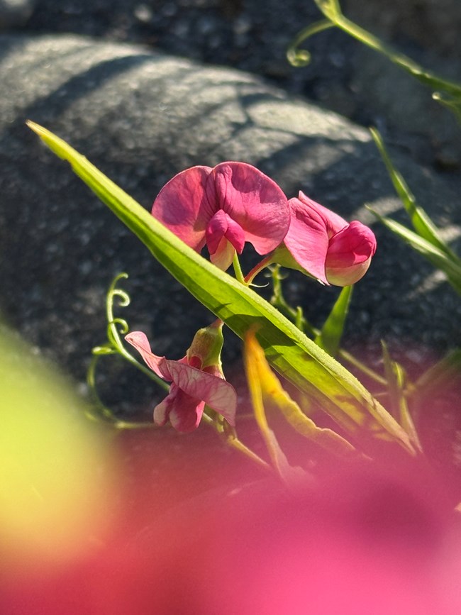 Pink flower with narrow, long green leaves, curly tendrils, and zig-zag stems.
