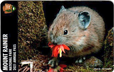 A cover of a park pass featuring a pika eating a red flower. Text in a black band on the left hand side reads "Mount Rainier National Park 2021 Annual Pass" next to a NPS arrowhead logo.