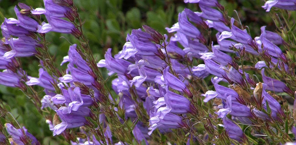 Discover Wildflowers - Mount Rainier National Park (U.S. National Park