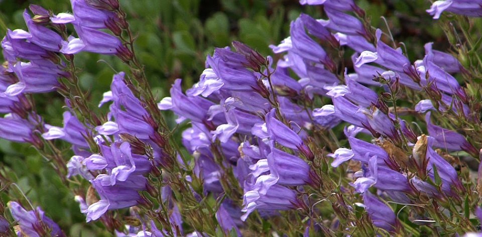 Rows of bright blue-purple penstemon wildflowes.