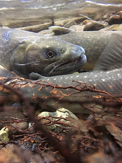 Underwater shot of the head of a large trout with other fish crowding close and framed by underwater sticks and plants.