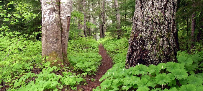 The Wonderland Trail winding through old-growth forest near Box Canyon.