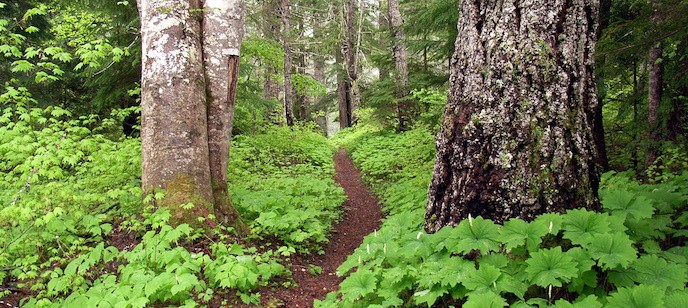 The Wonderland Trail winding through old-growth forest near Box Canyon.