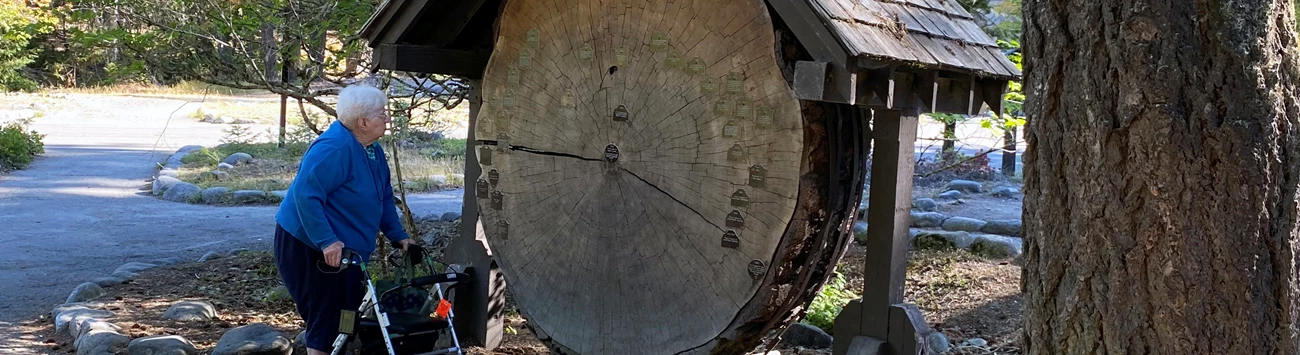 Mobility Park visitor stands to the left and views a giant cross-section of a tree. The tree rings have tags that show historical events.