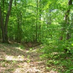 Forest at Jockey Hollow Forest at Jockey Hollow