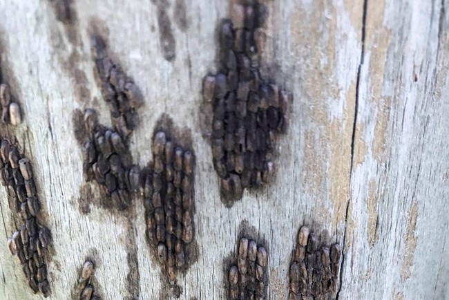 granular brown insect eggs attached to a tree