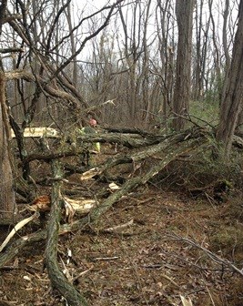 Trail assessment in Jockey Hollow after Hurricane Sandy