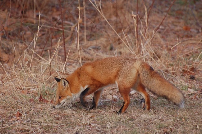 Red fox walking in all brown grass