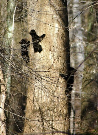 3 Black Bear cubs climb up tree