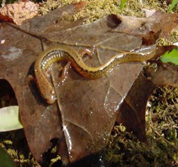 A Northern two-lined salamander on an oak leaf. A Northern two-lined salamander on an oak leaf.