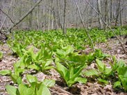 Skunk Cabbage is an wetland indicator species, it grows along many stream beds and low areas throughout the park. Skunk Cabbage is an wetland indicator species, it grows along many stream beds and low areas throughout the park.