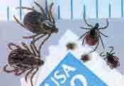 Right: Three stages of the black-legged tick are shown, the female (largest) and male (intermediate). The two small specimens on the stamp itself are nymphal black-legged ticks. Left: are male and female American dog ticks.