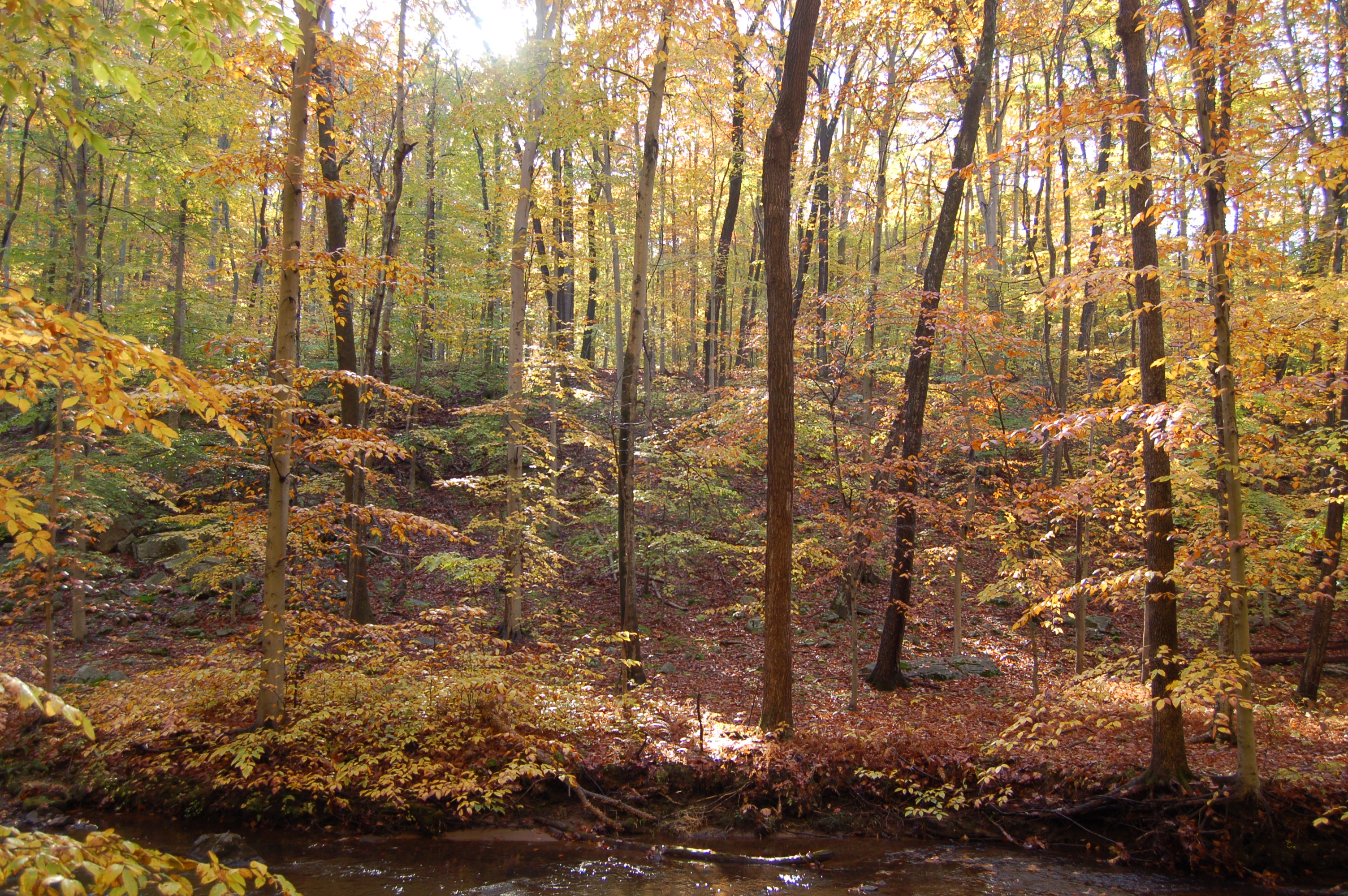 Sunlight filters through a dense forest of tall deciduous trees in autumn. The foliage shows shades of yellow, orange, and green. Fallen leaves cover the forest floor, and a small, clear stream flows in the foreground, reflecting the warm autumn colors.