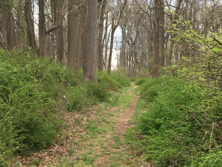 Carriage Road Trail at the NJ Brigade Area. Grass and dirt path leading up a hill with trees and shrubs on either side of the path