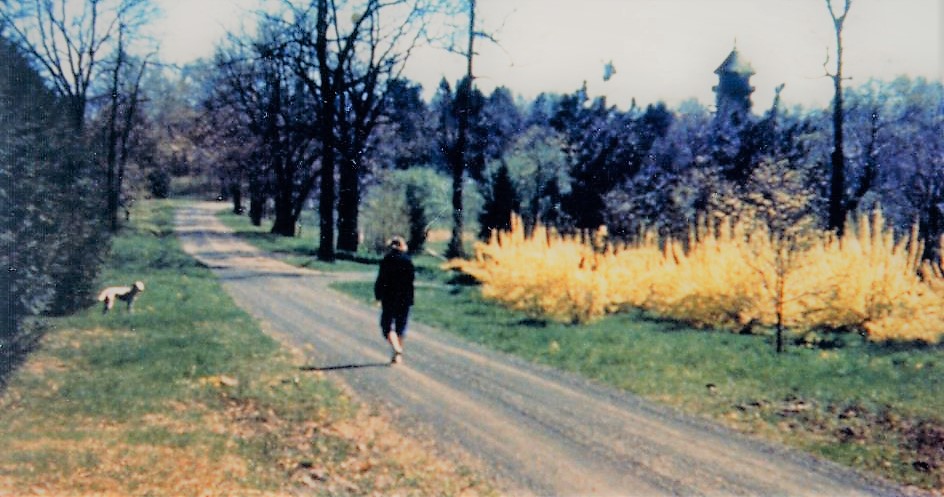 Woman walking with dog down gravel road. Spring time. Flowering bushes.