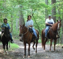 Three riders on horseback in a wooded area on a trail
