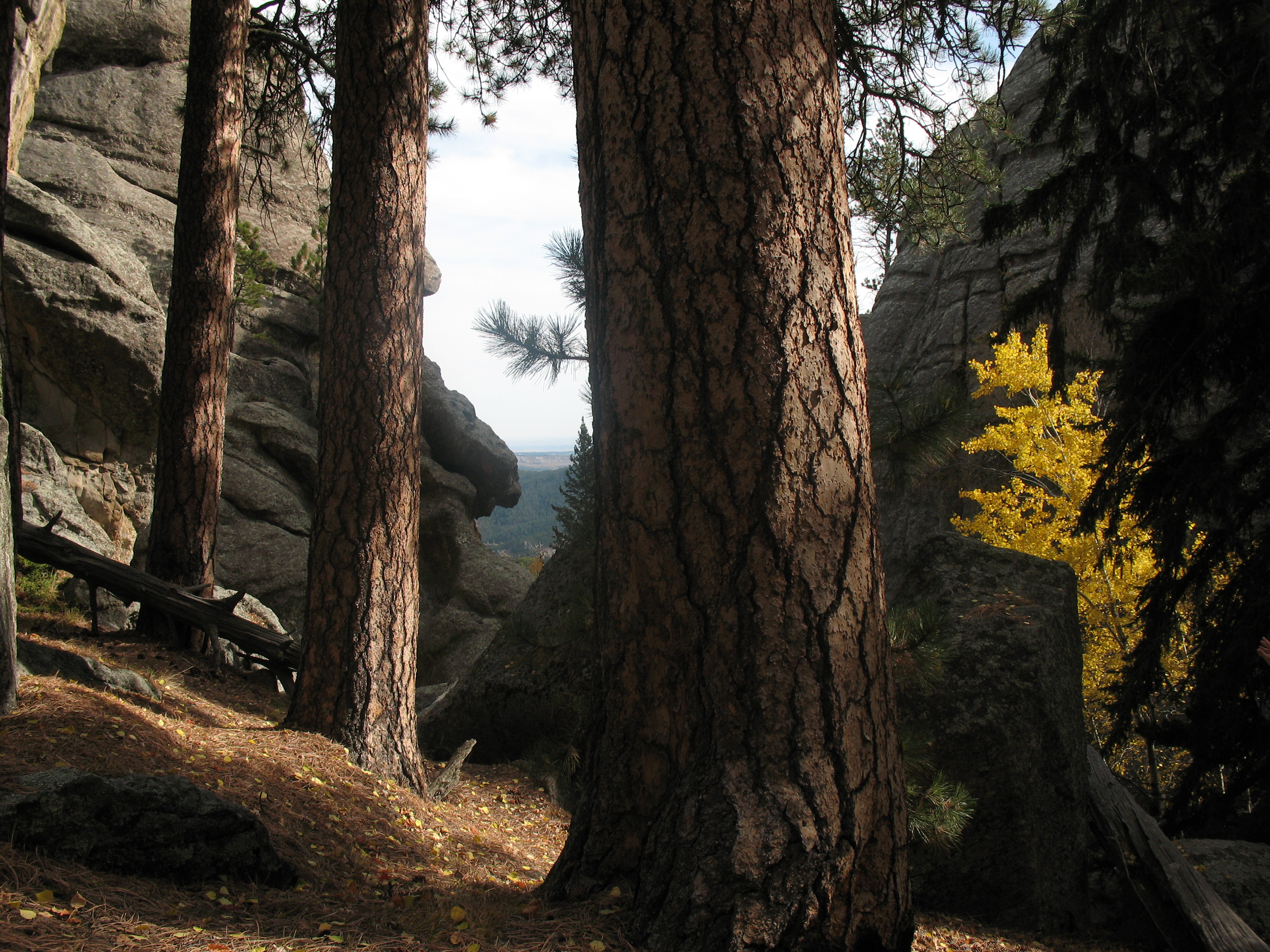 A cluster of ponderosa pine trees growing near the base of Mount Rushmore with dark gray granite outcrops on the left and right side of the image.