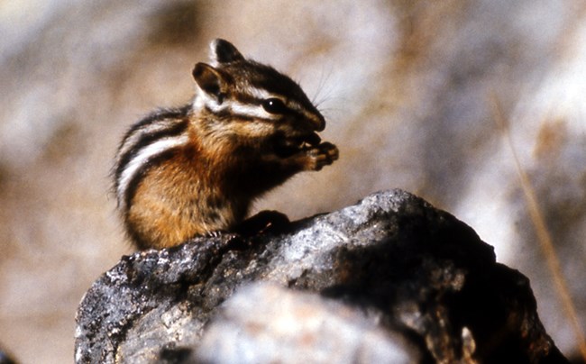 A least chipmunk with white and dark brown stripes on its back and across its face looking to the right nibbling on something it holds in its front paws.