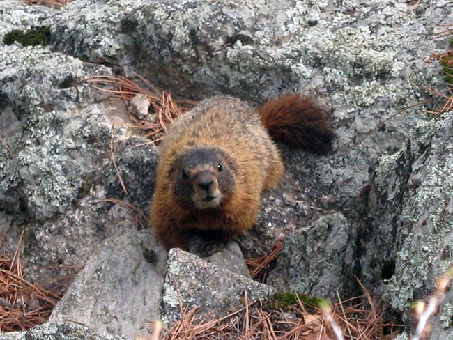A yellow-bellied marmot scrambles through rocks near the base of Mount Rushmore.